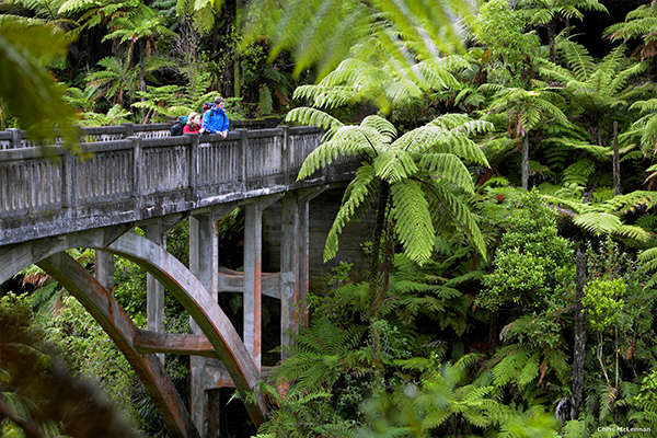 native forest national parks new zealand